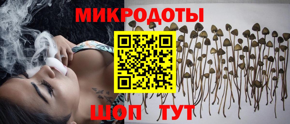 Галлюциногенные грибы Psilocybe Кострома